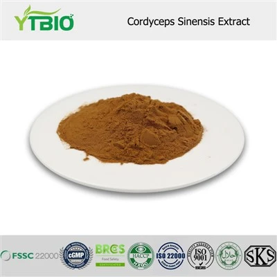 Extrait de cordyceps sinensis